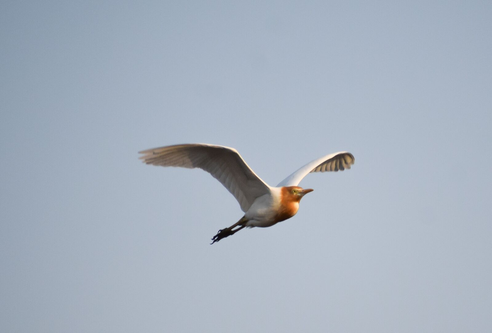 Nikon D3300 sample photo. Heron, bird, flying photography