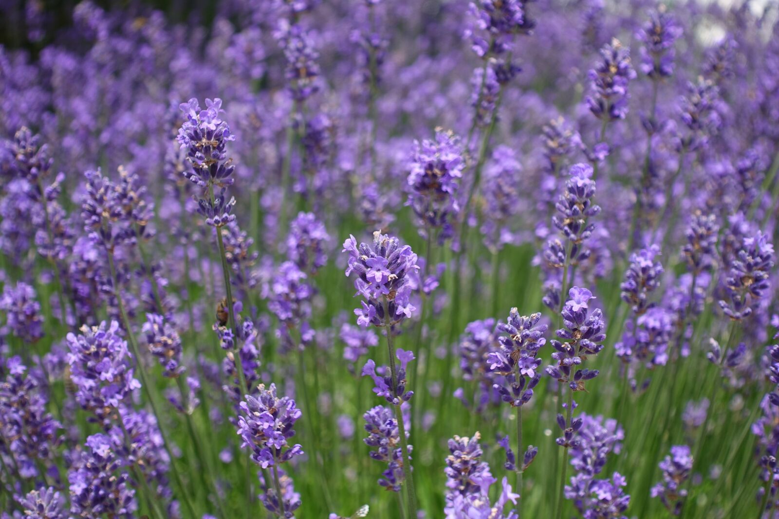 Sony Cyber-shot DSC-RX100 IV sample photo. Lavender field, lavender, flowers photography