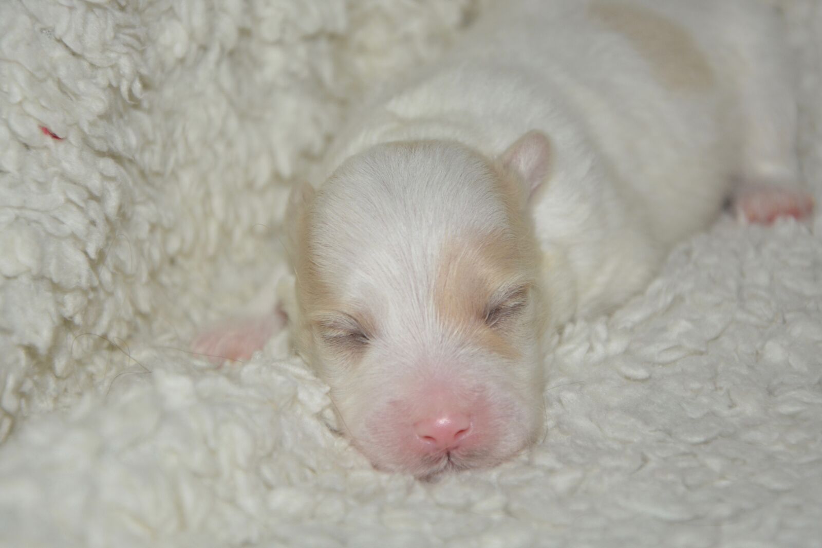 Nikon D5200 sample photo. Puppy, cotton tulear, new-born photography