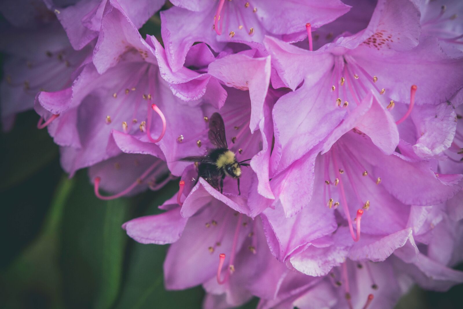 Nikon D5200 sample photo. Flower, bee, nature, pink photography