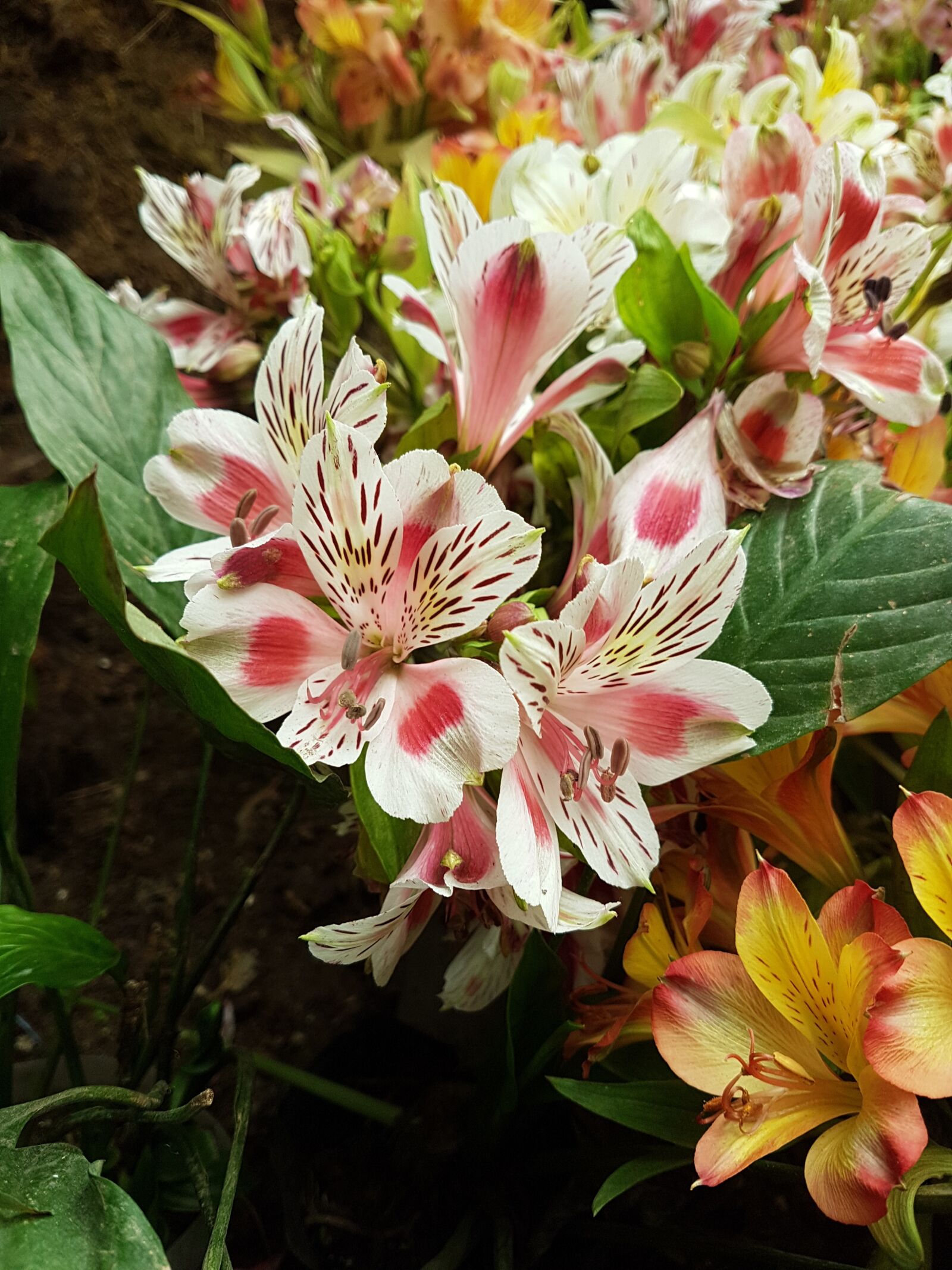 Samsung Galaxy S7 Edge sample photo. Flower, nature, flora photography