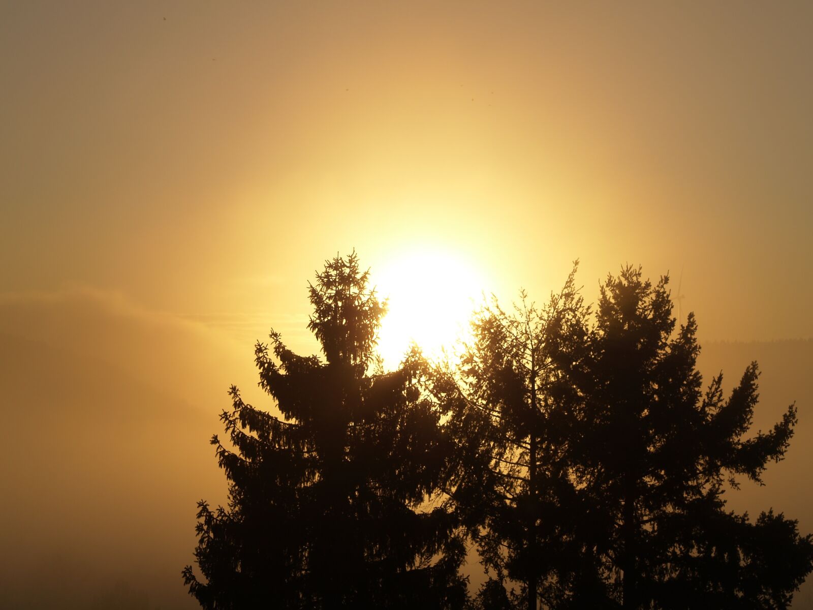 Olympus E-500 (EVOLT E-500) sample photo. Sunset, fog, trees photography