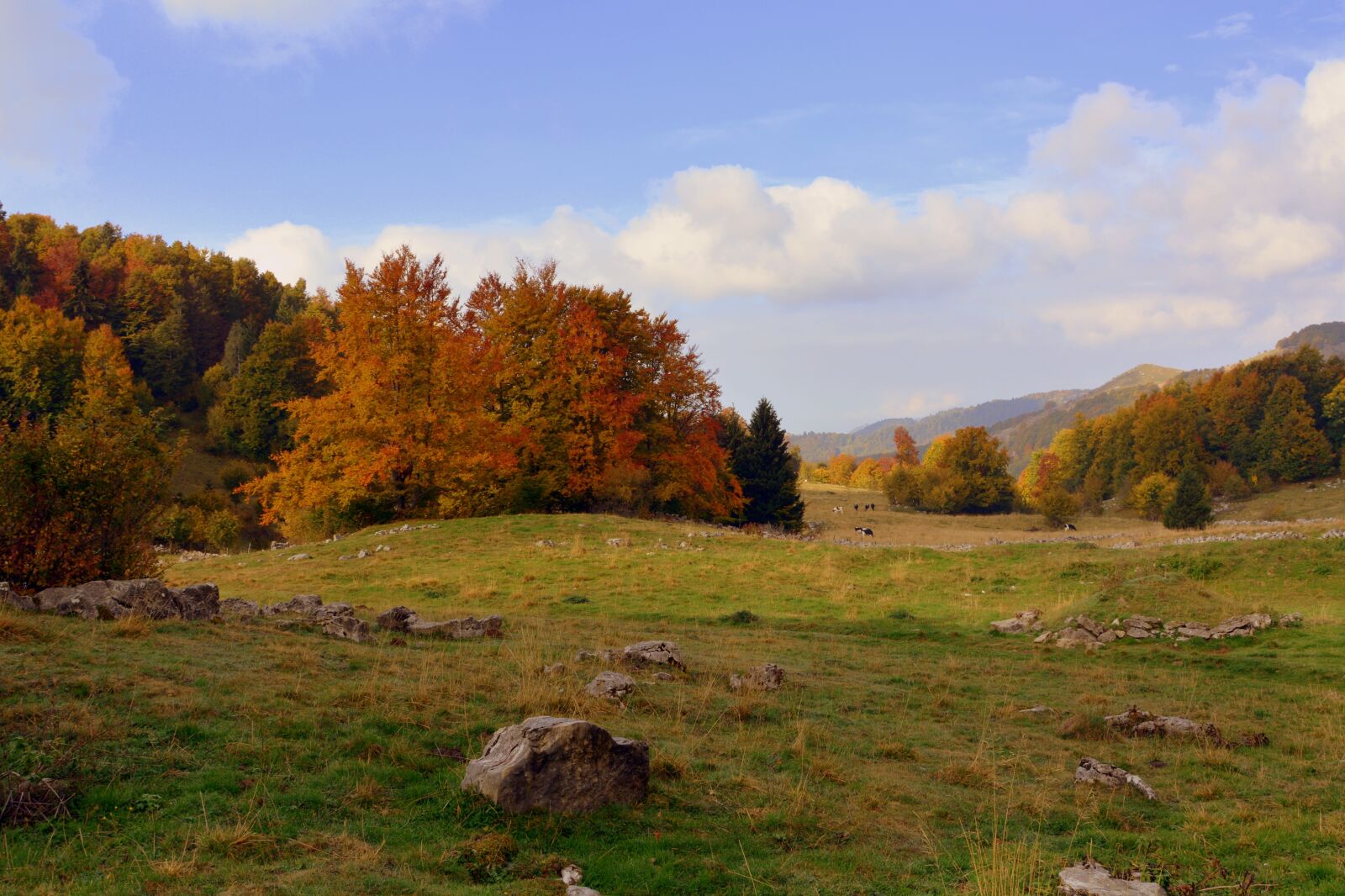 Nikon D7100 sample photo. Excursion, trees, autumn photography