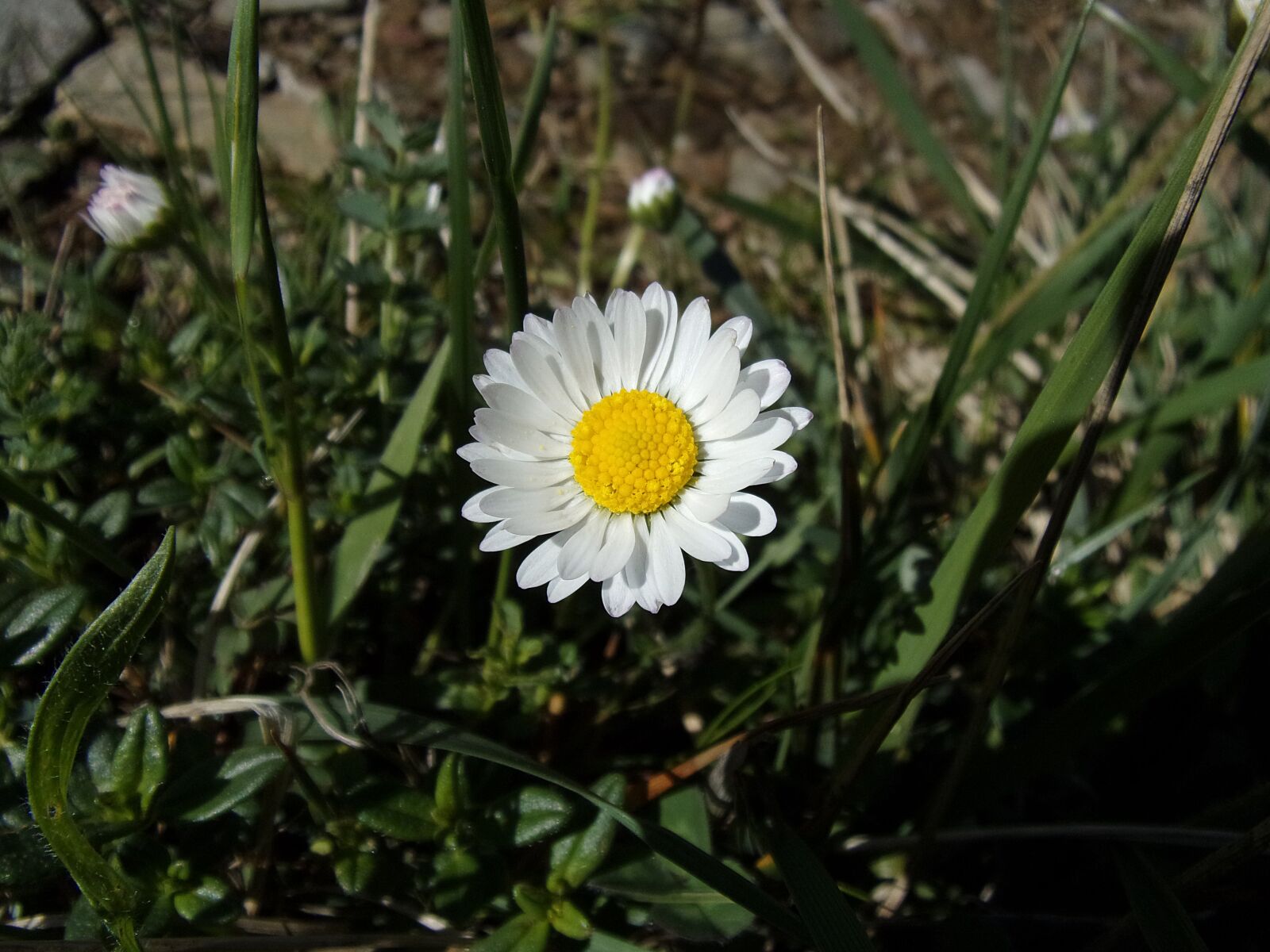 Kodak PIXPRO FZ151 sample photo. Daisy, flower, nature photography