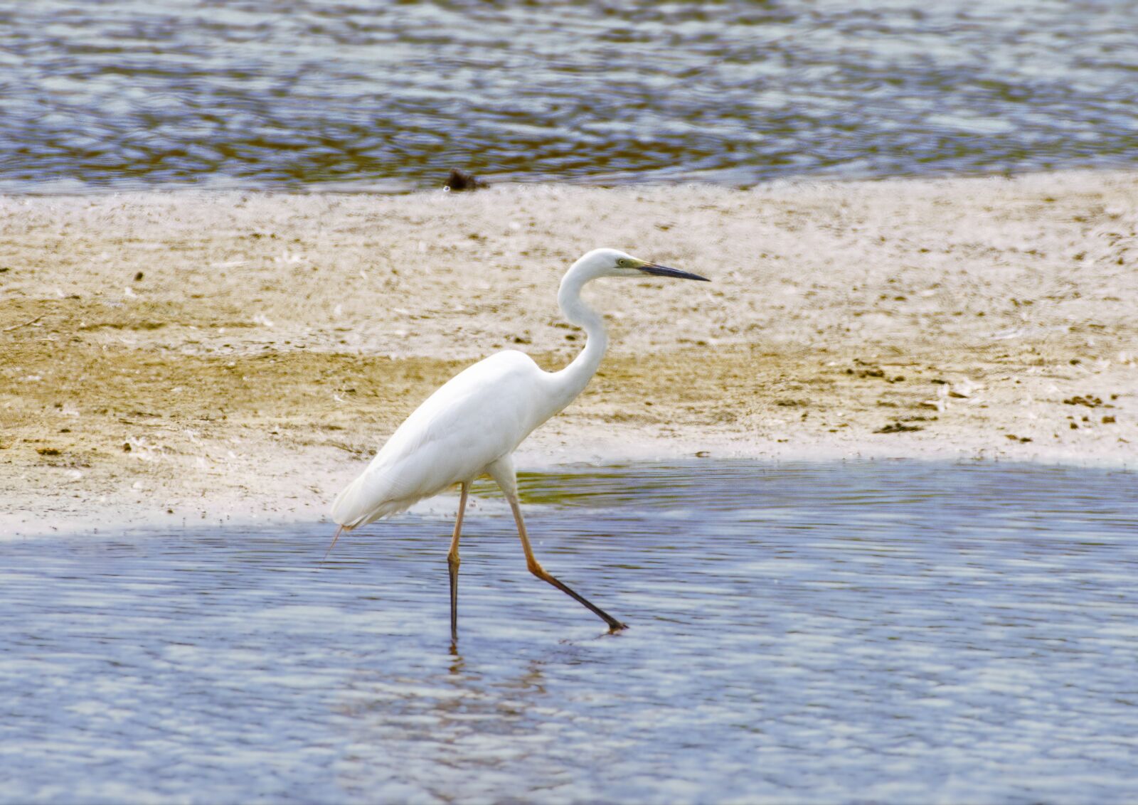 Nikon D7200 sample photo. Bird, water, animal photography