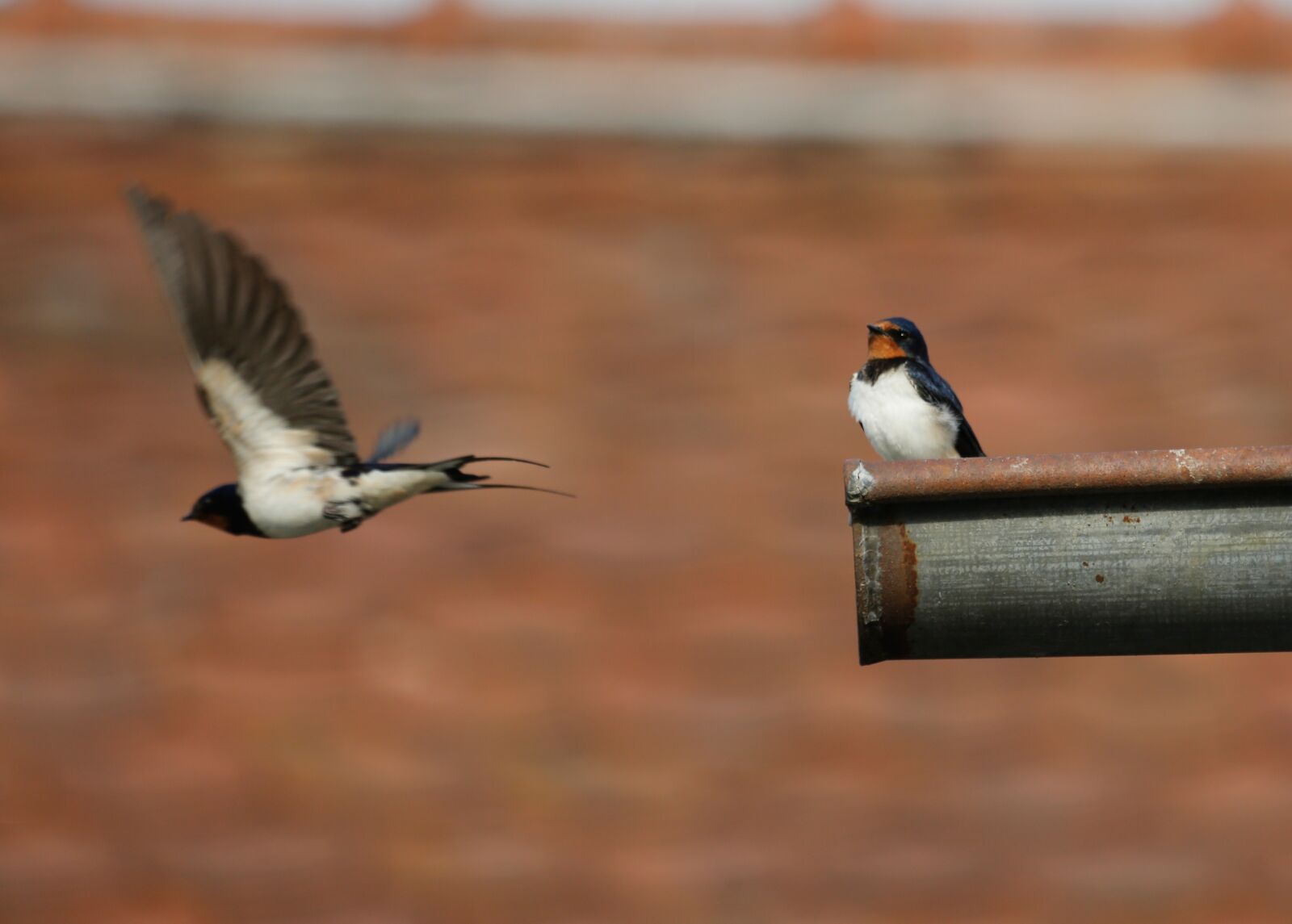 Canon EF 100-400mm F4.5-5.6L IS USM sample photo. Schwalbe, bird, barn swallow photography
