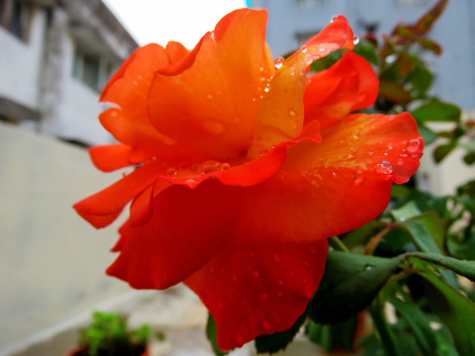 Canon PowerShot SX60 HS sample photo. Cute rose, pink rose photography