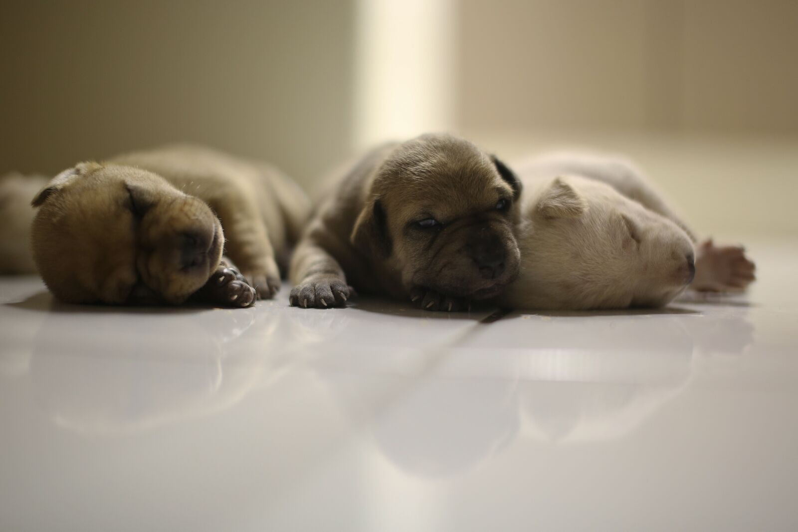Canon EOS 5D Mark III sample photo. Dogs, pups, cute photography