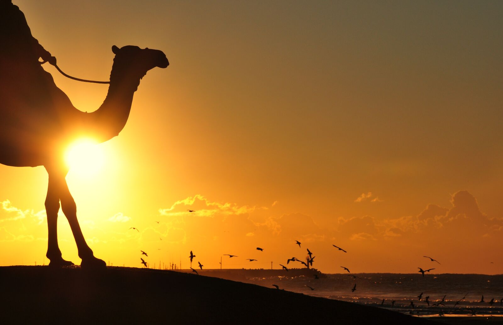 Nikon D90 sample photo. Silhouette, photography, of, man photography