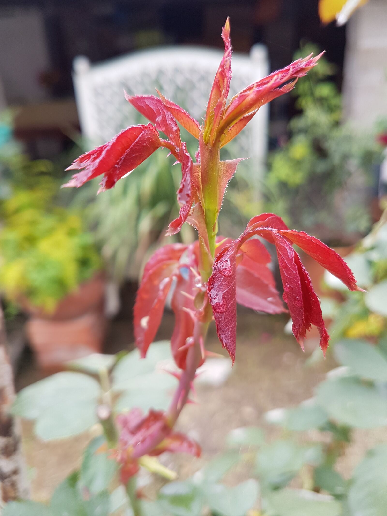 Samsung Galaxy S7 Edge sample photo. Nature, flower, leaf photography