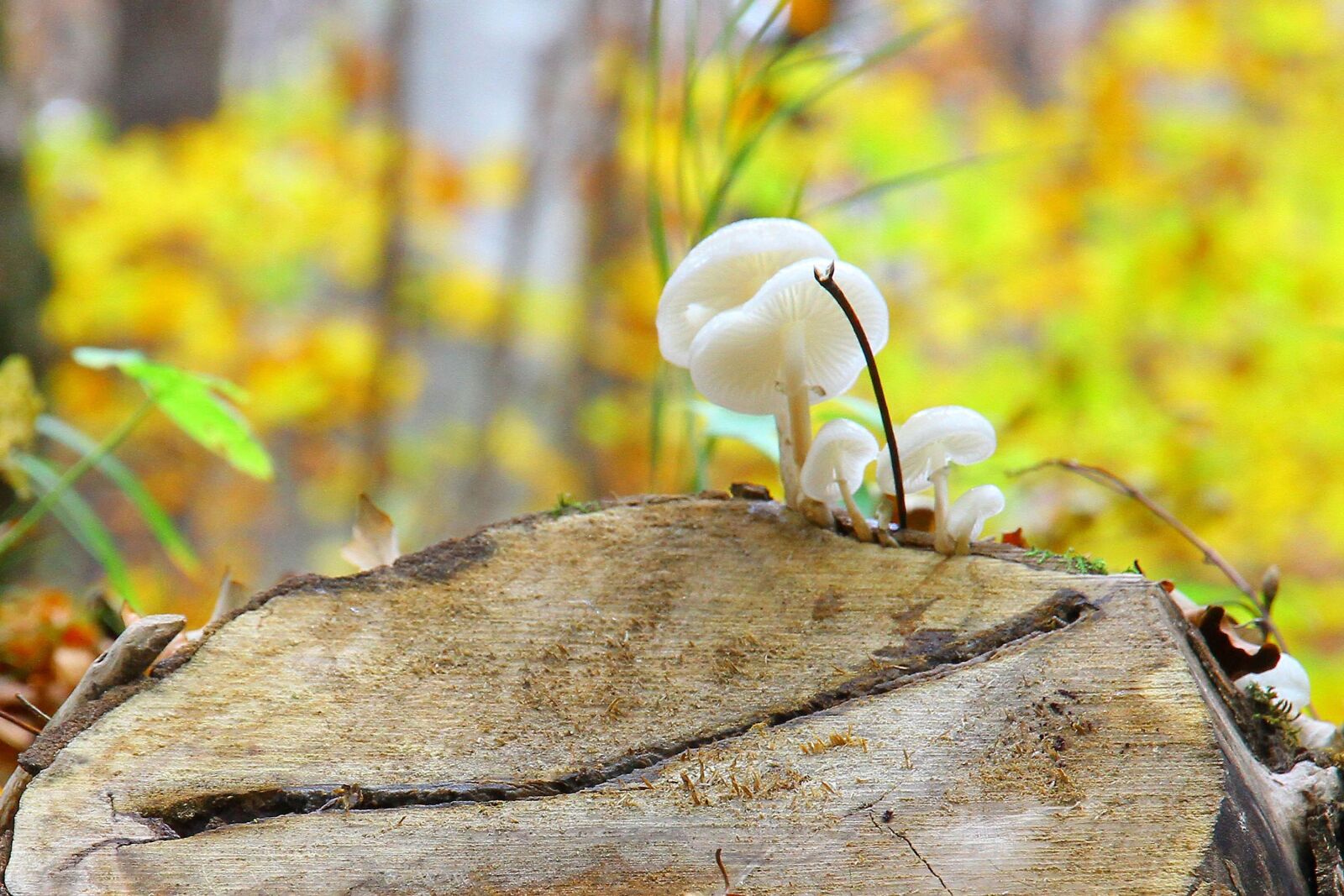 Canon EOS 7D sample photo. Autumn, forest, log photography