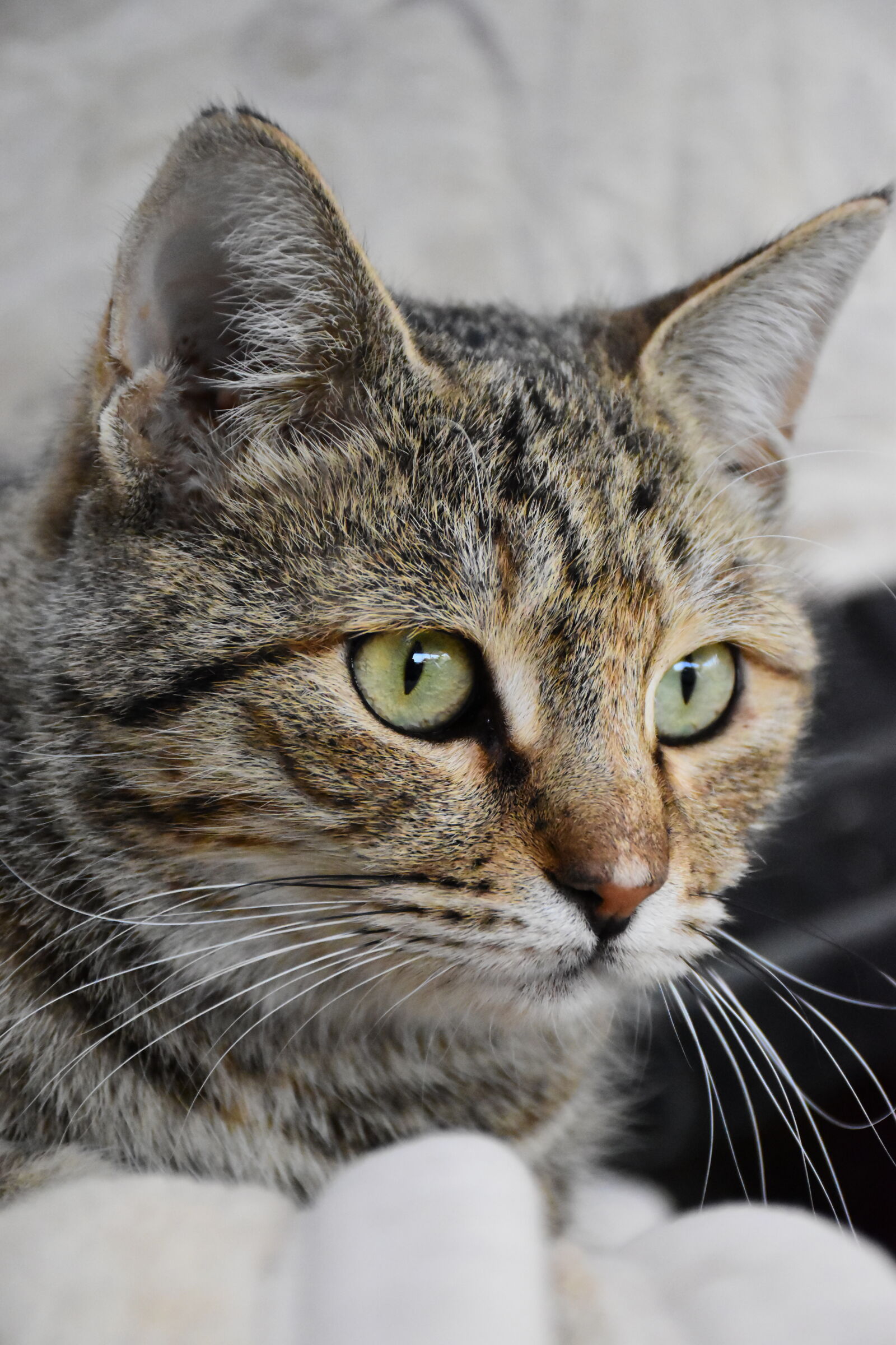 Nikon D5600 sample photo