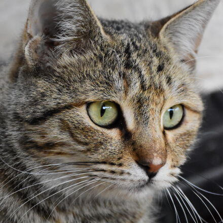 Nikon D5600 + Nikon AF-S DX Nikkor 18-140mm F3.5-5.6G ED VR sample