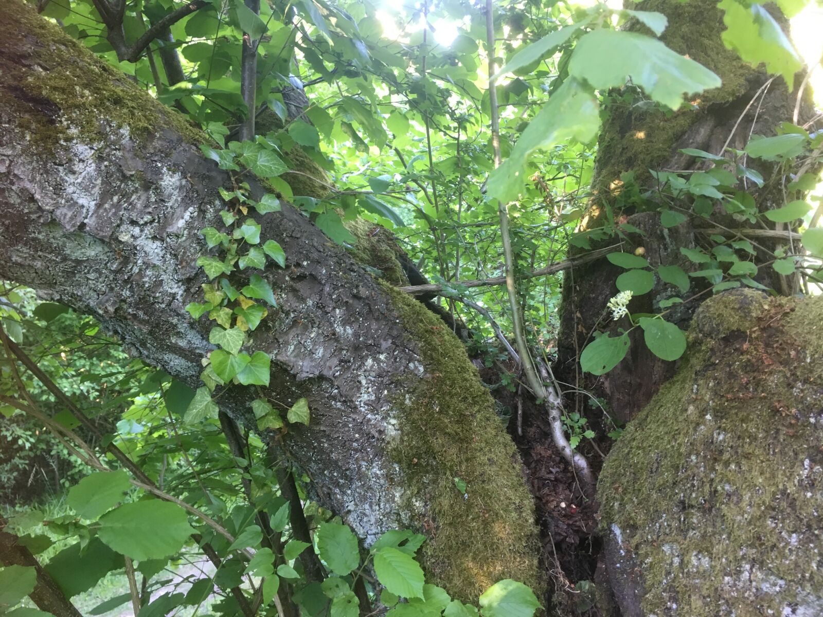 iPhone SE back camera 4.15mm f/2.2 sample photo. Trunks, cherry, nature photography