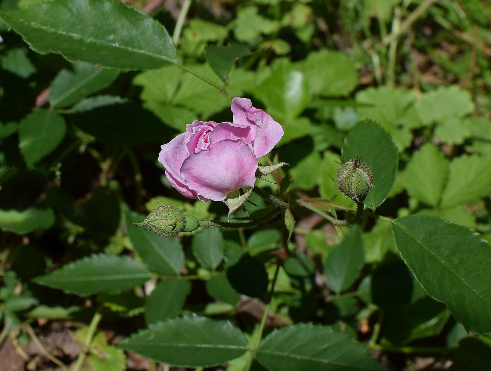 Nikon D3300 sample photo. Tea rose with buds photography
