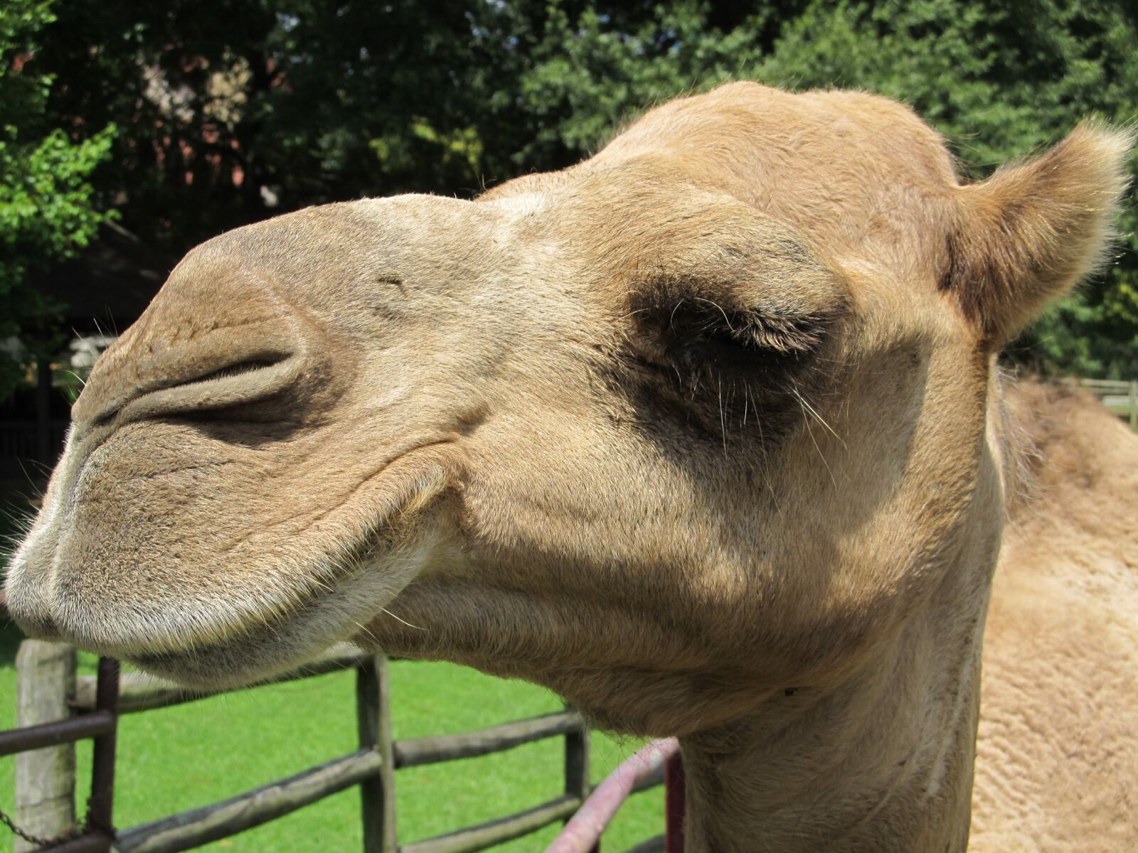 Canon PowerShot SX130 IS sample photo. Camel, head, mother photography