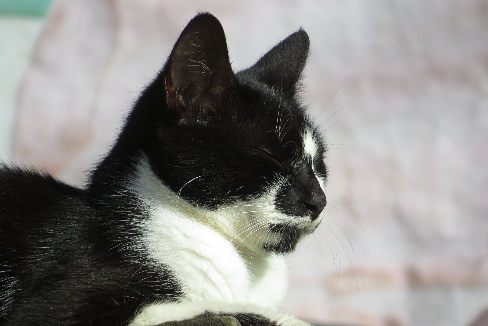 Canon PowerShot SX50 HS sample photo. Animal, cat, domestic animal photography
