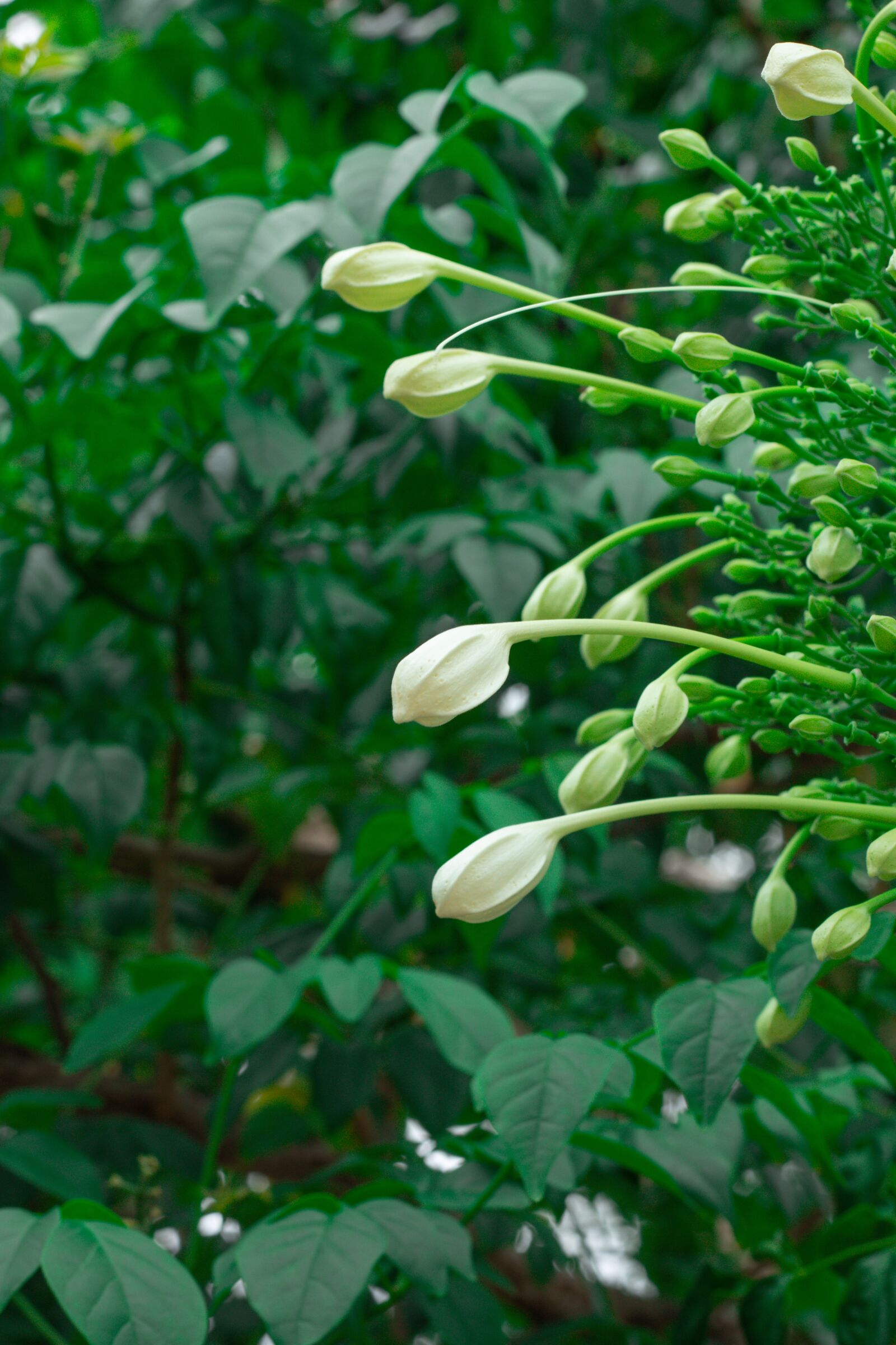 Canon EOS 700D (EOS Rebel T5i / EOS Kiss X7i) + Canon EF 50mm F1.8 STM sample photo. Flower, green, flowers photography
