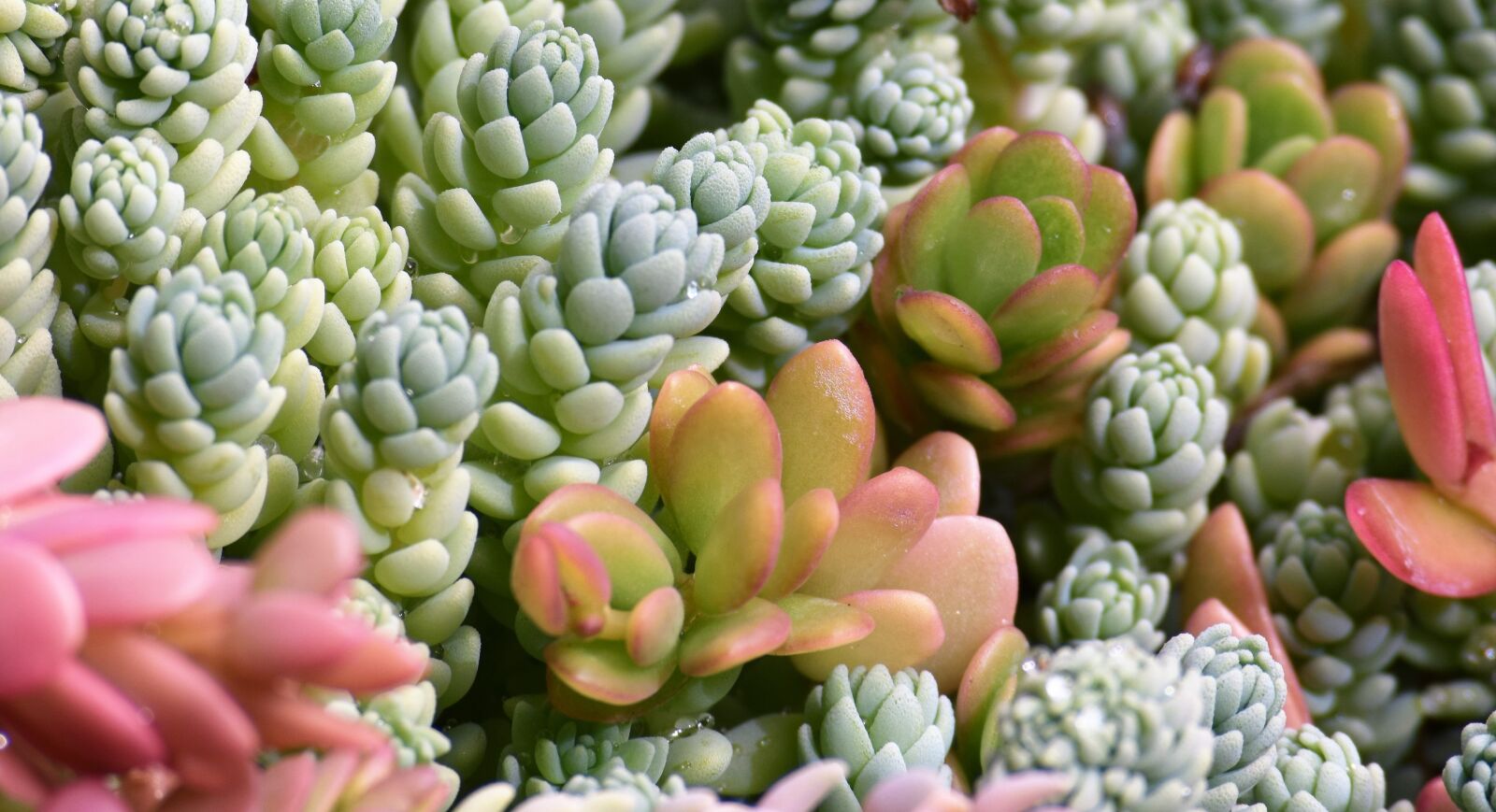 Nikon D3300 sample photo. Succulent life, plants, botanical photography