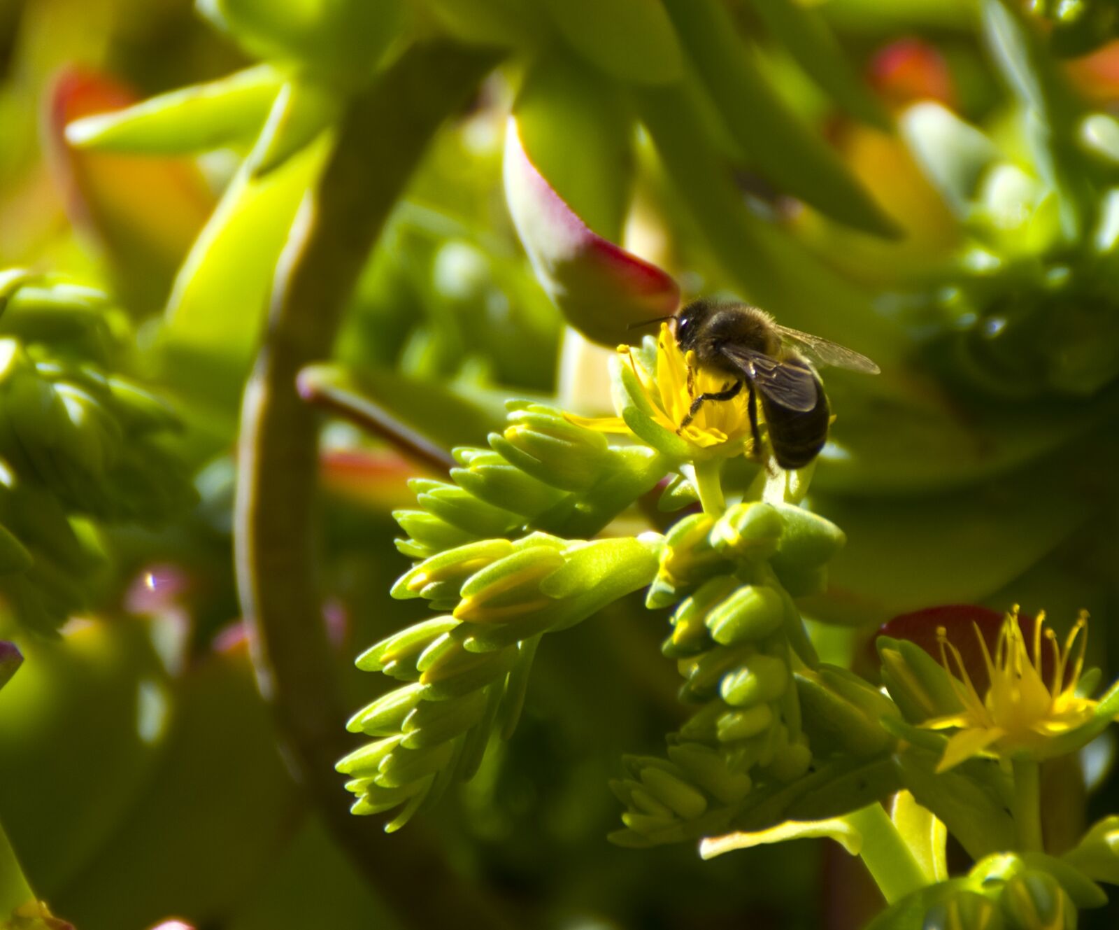 Pentax K-30 sample photo. Insect, nature, plant photography