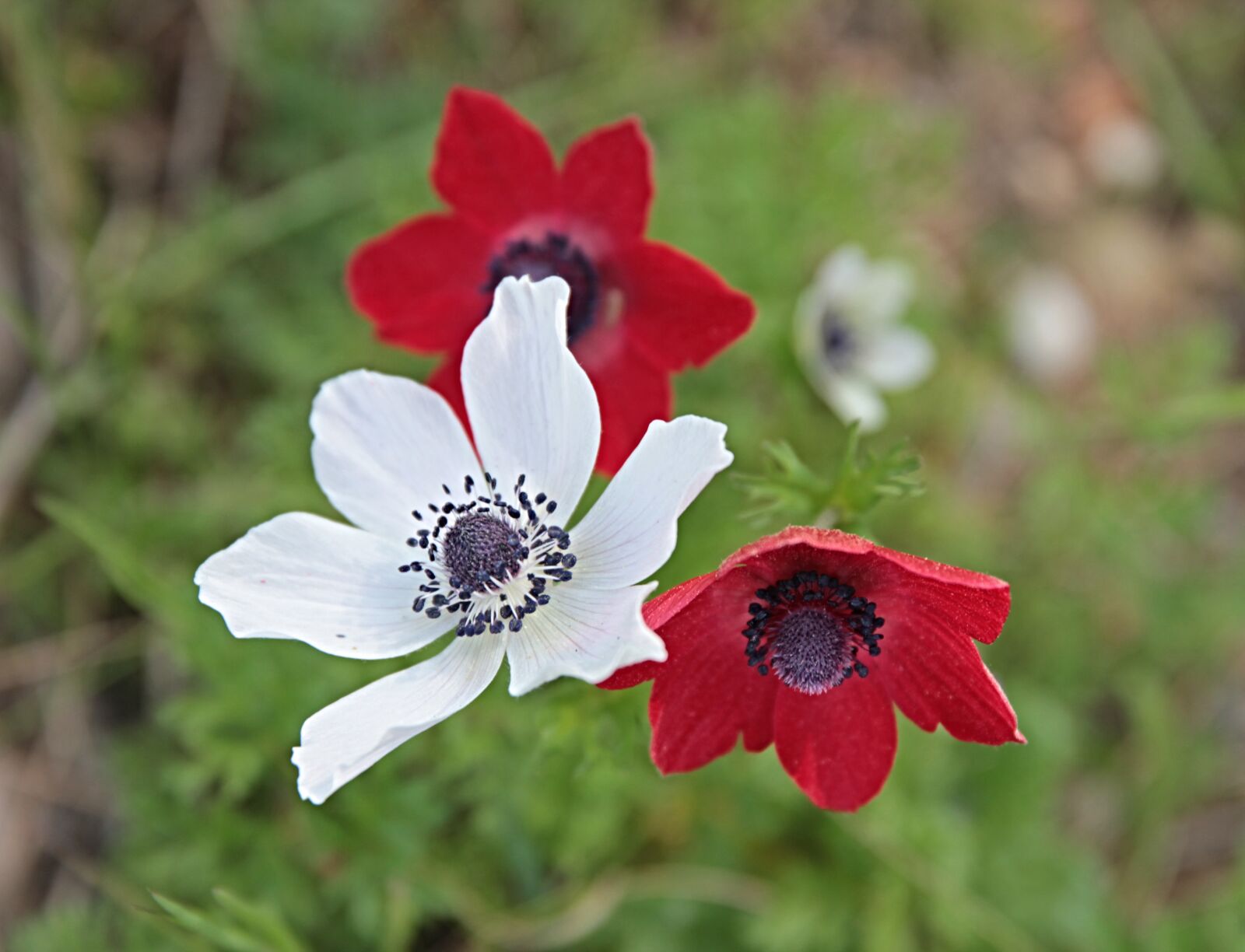 Canon EOS 550D (EOS Rebel T2i / EOS Kiss X4) sample photo. Anemone, flower, nature photography
