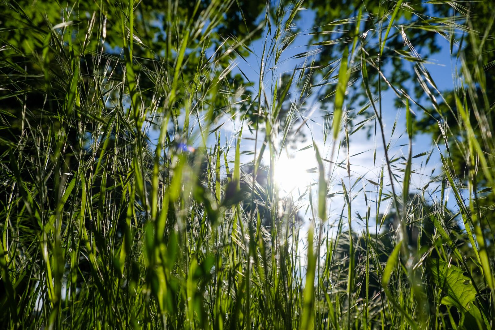Fujifilm XF 18-135mm F3.5-5.6 R LM OIS WR sample photo. Sun, grasses, meadow photography