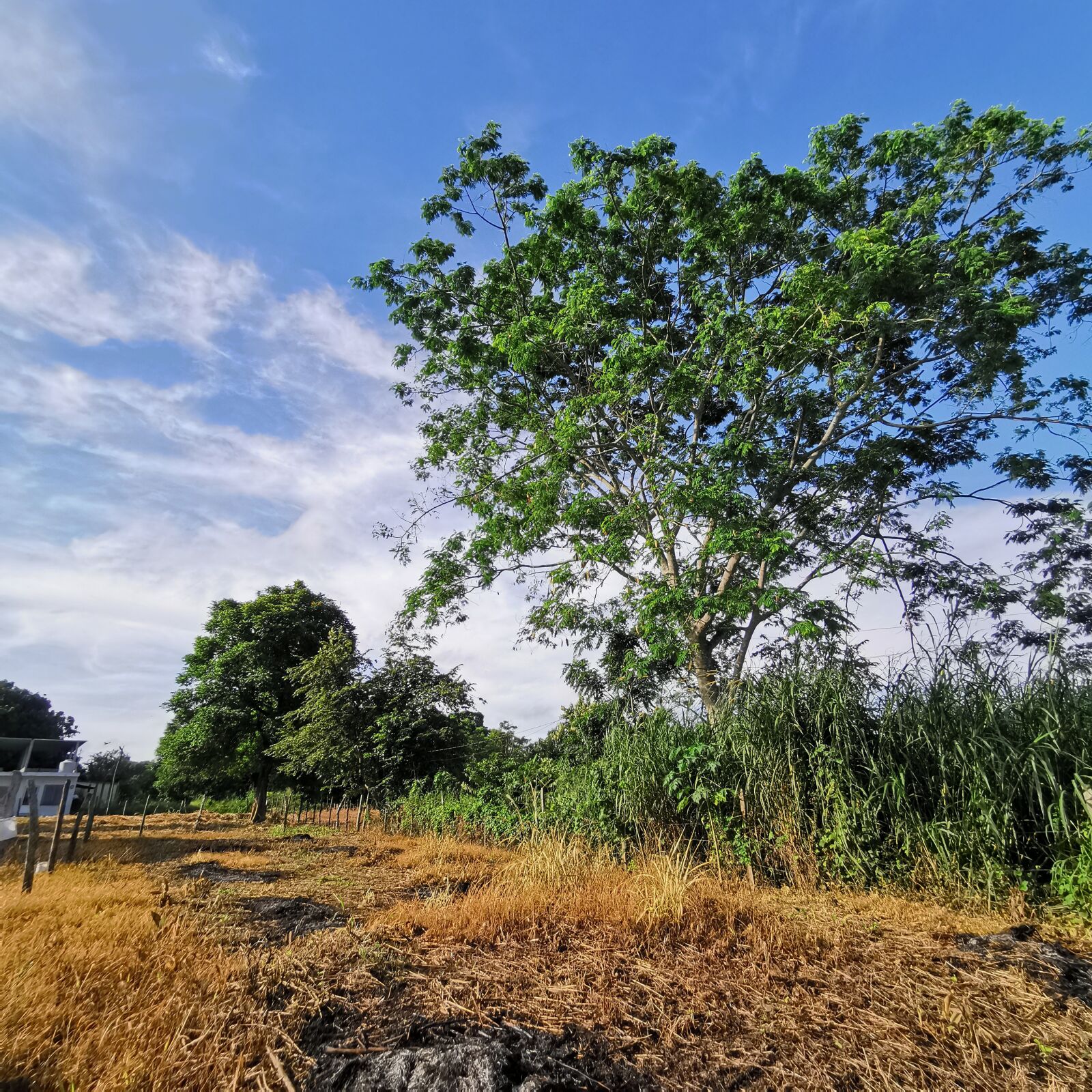 HUAWEI P30 Pro sample photo. Tree, sky, blue photography