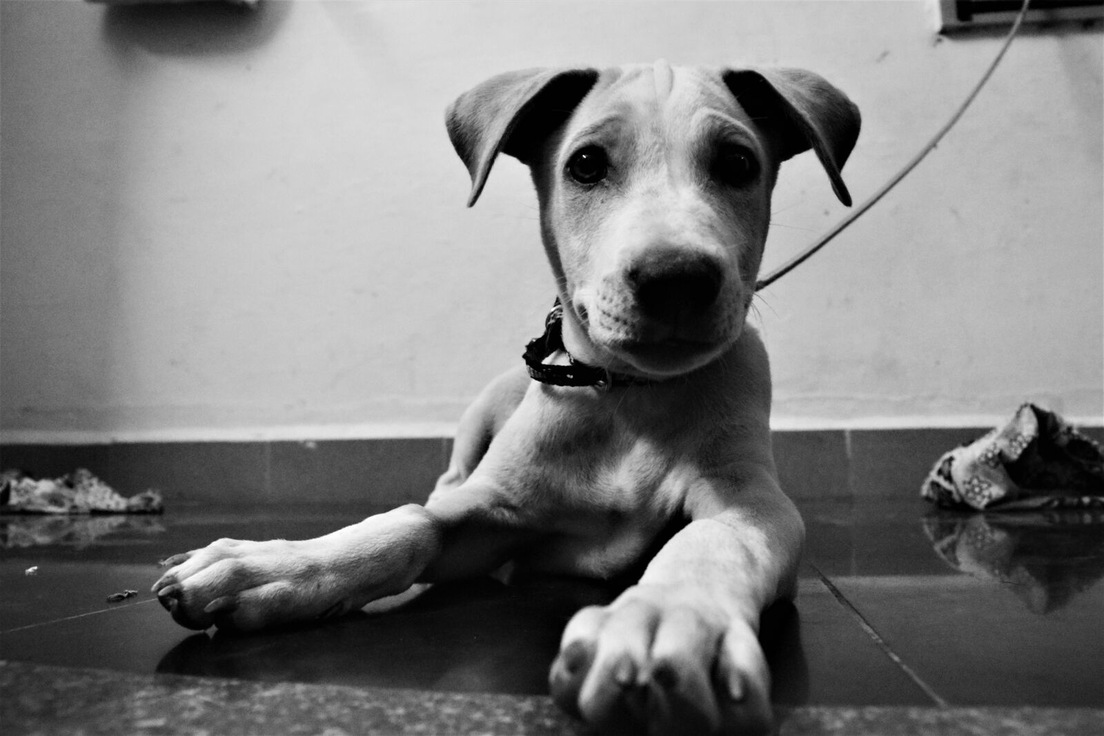Nikon D3300 sample photo. Dog, black, puppy photography