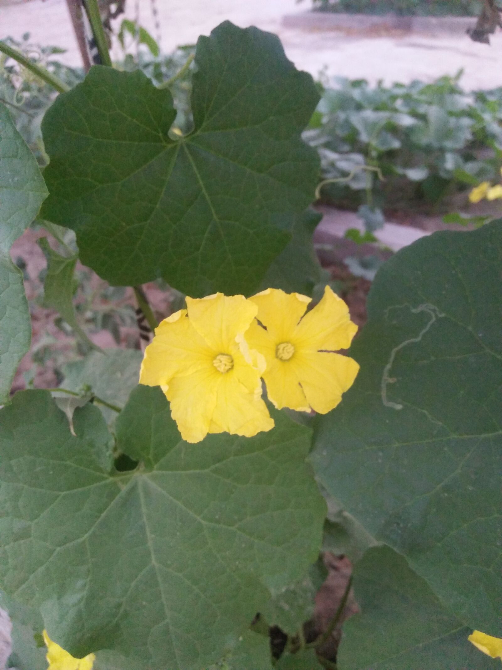 OPPO A37fw sample photo. Vegetable flower, yellow flower photography