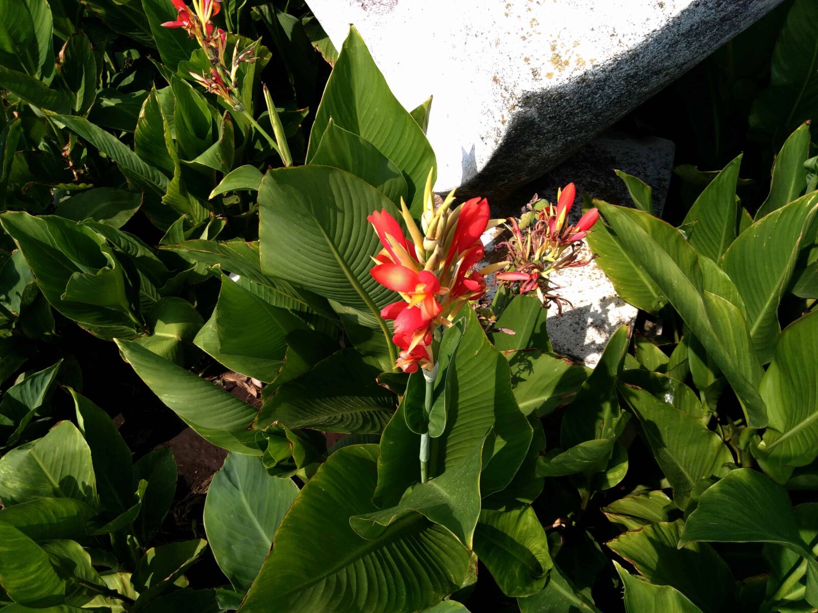 Lenovo S60-A sample photo. Flora, garden, summer, flower photography