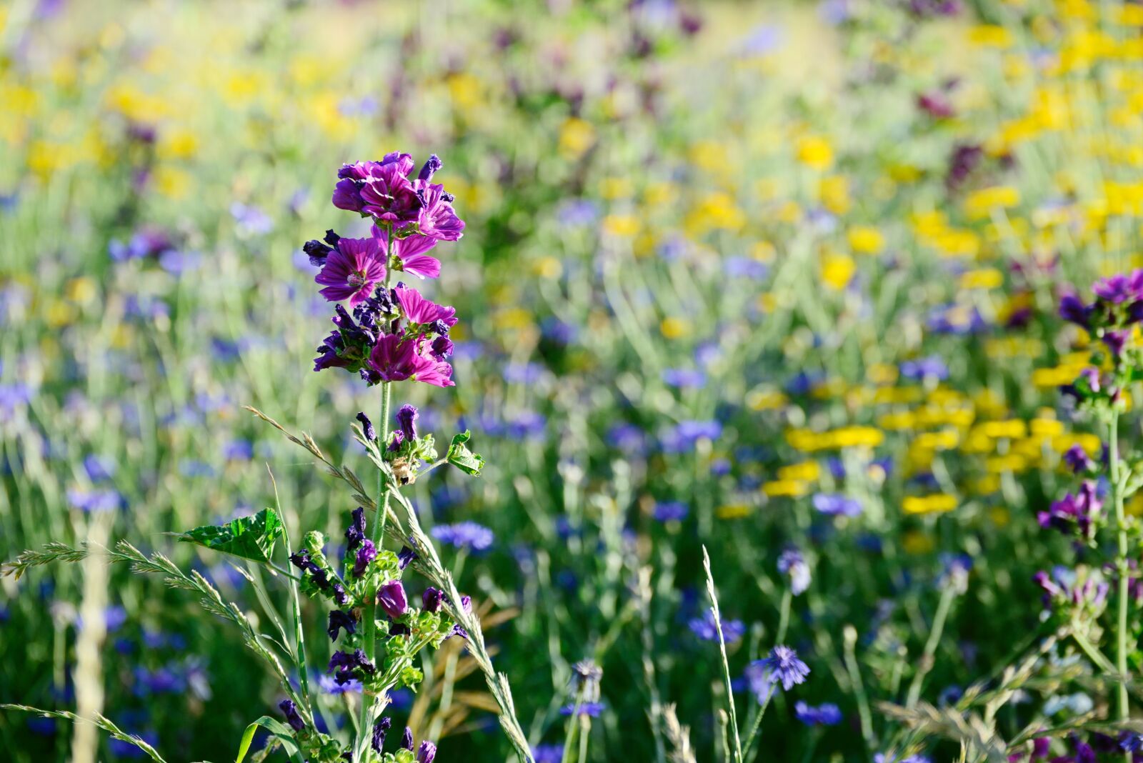 Nikon D610 sample photo. Wild mallow, wild flower photography