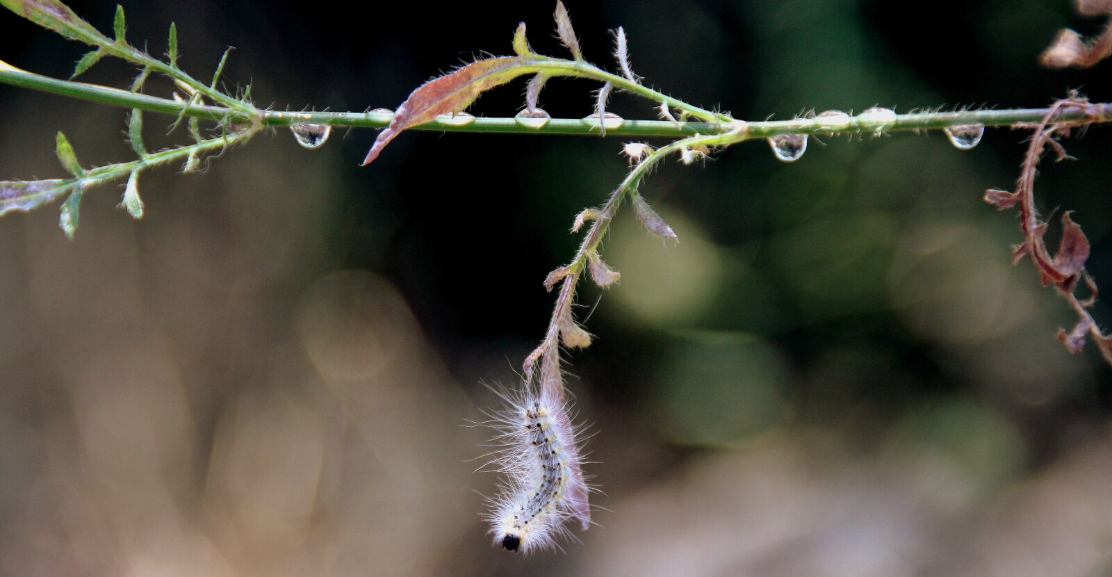 Canon EOS 700D (EOS Rebel T5i / EOS Kiss X7i) sample photo. Caterpillar, millipede, plant photography