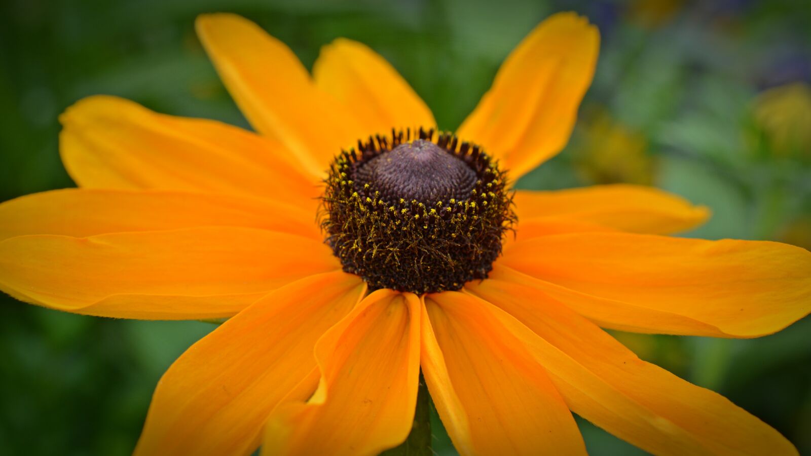Nikon D5200 sample photo. Flower, blossom, bloom photography