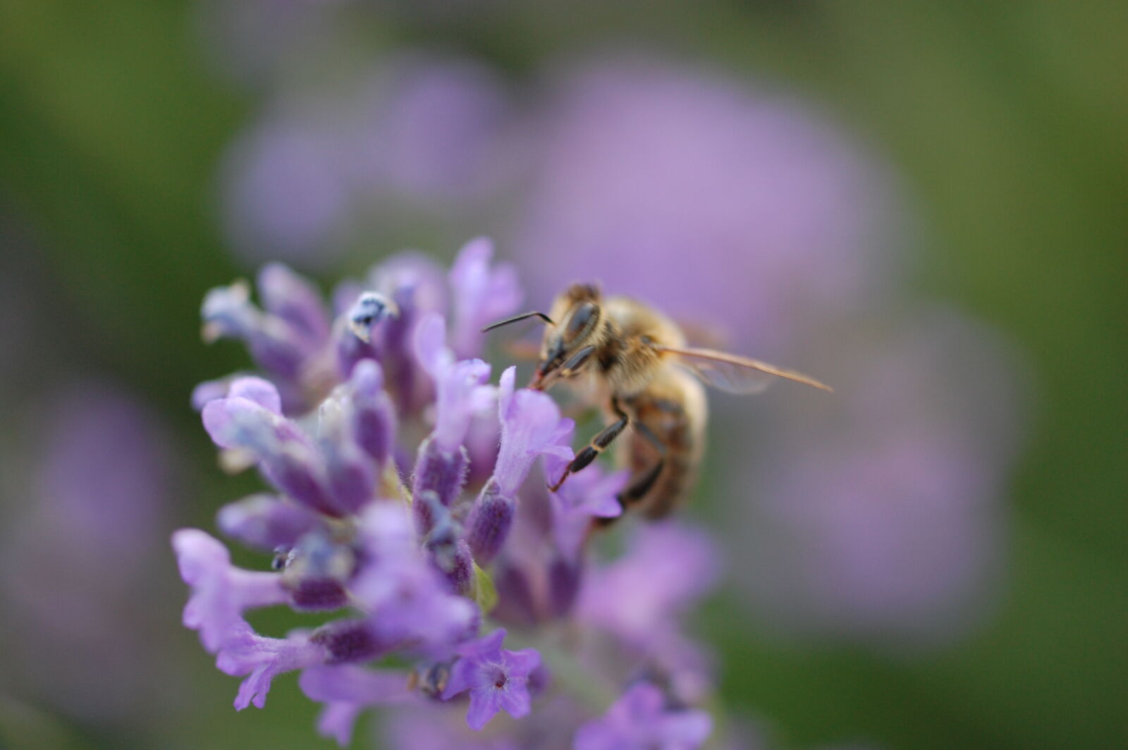 Nikon D40 sample photo. Bee, close, up, flower photography