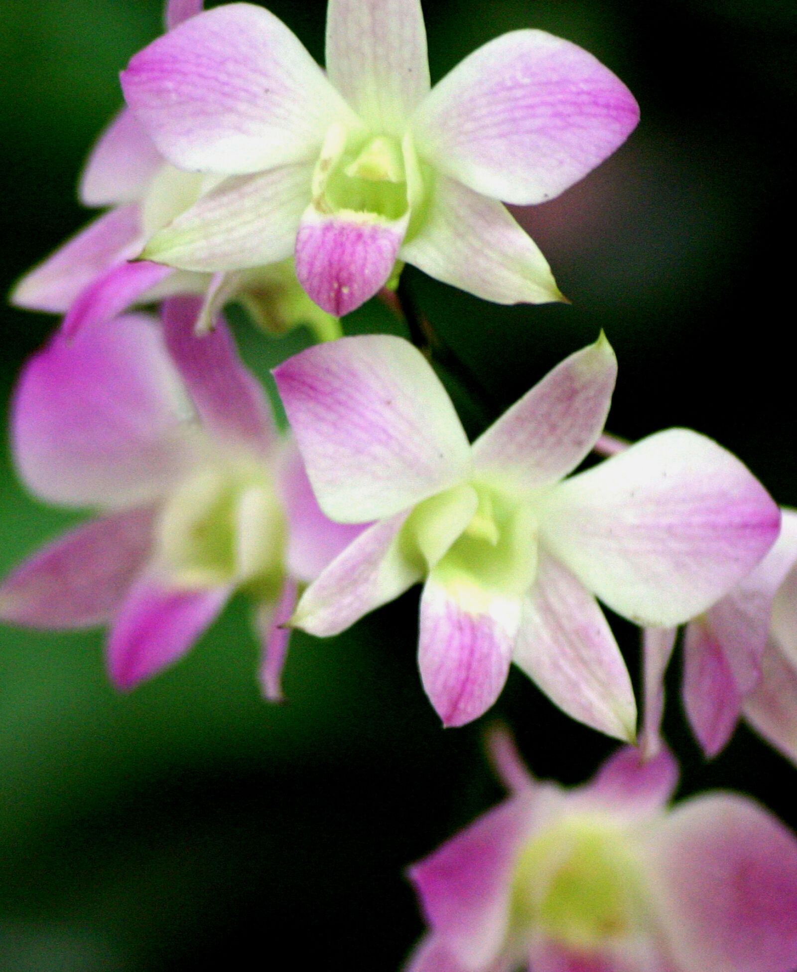 Canon EOS 300D (EOS Digital Rebel / EOS Kiss Digital) sample photo. Orchid photography