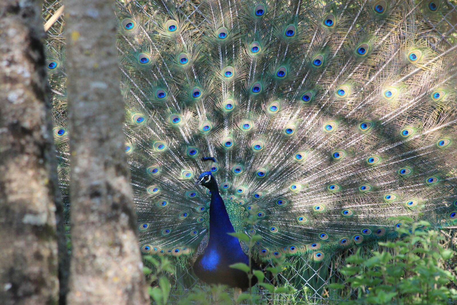 Canon EF 70-300mm F4-5.6 IS USM sample photo. Peacock, bird, animals photography