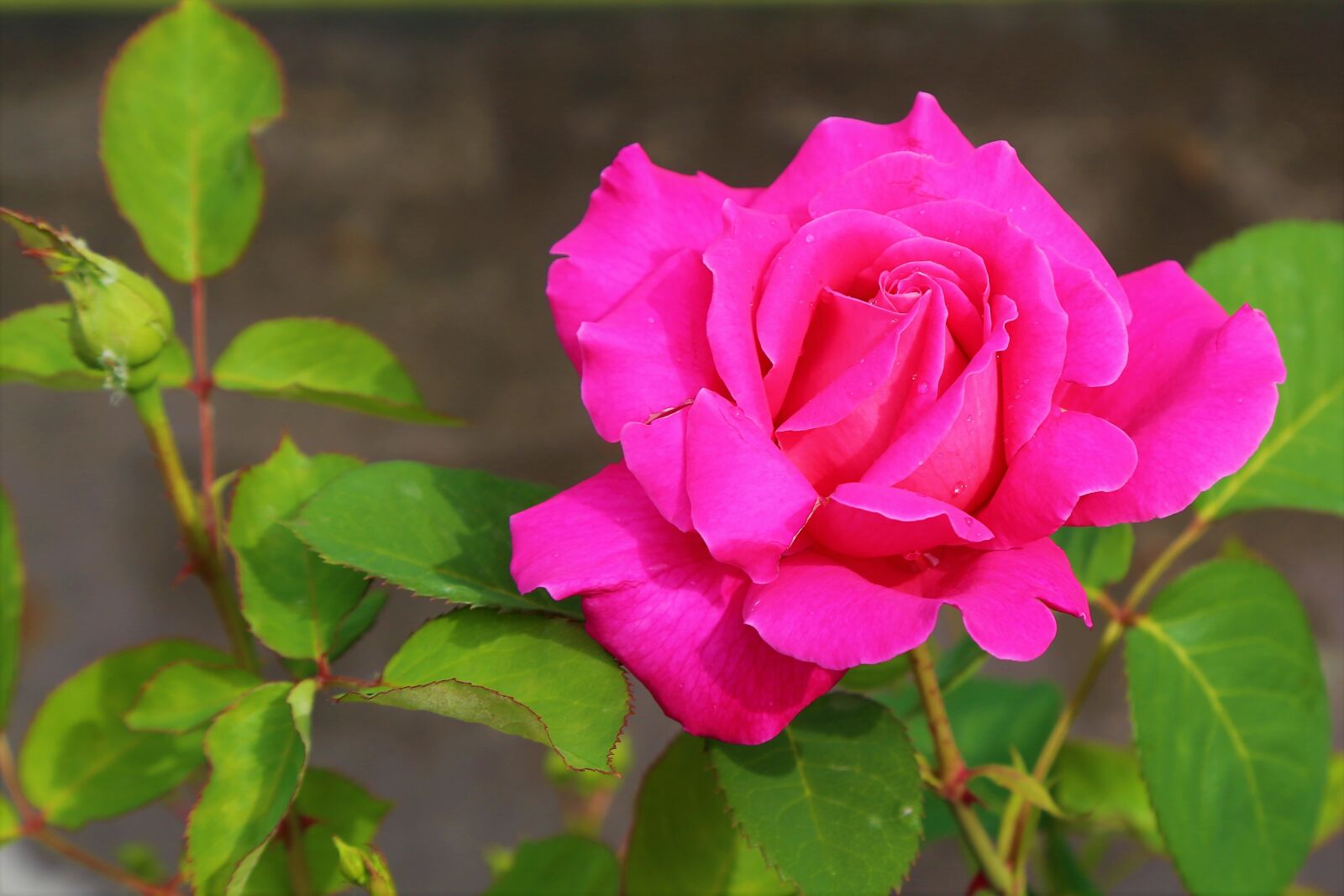 Canon EF 24-105mm F4L IS USM sample photo. Rose, pink, spring photography