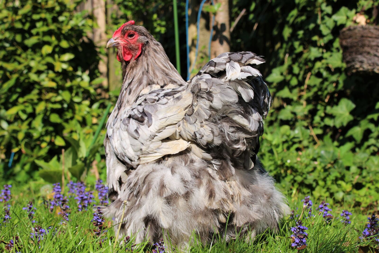 Canon EOS 700D (EOS Rebel T5i / EOS Kiss X7i) sample photo. Chicken, hen, animal photography