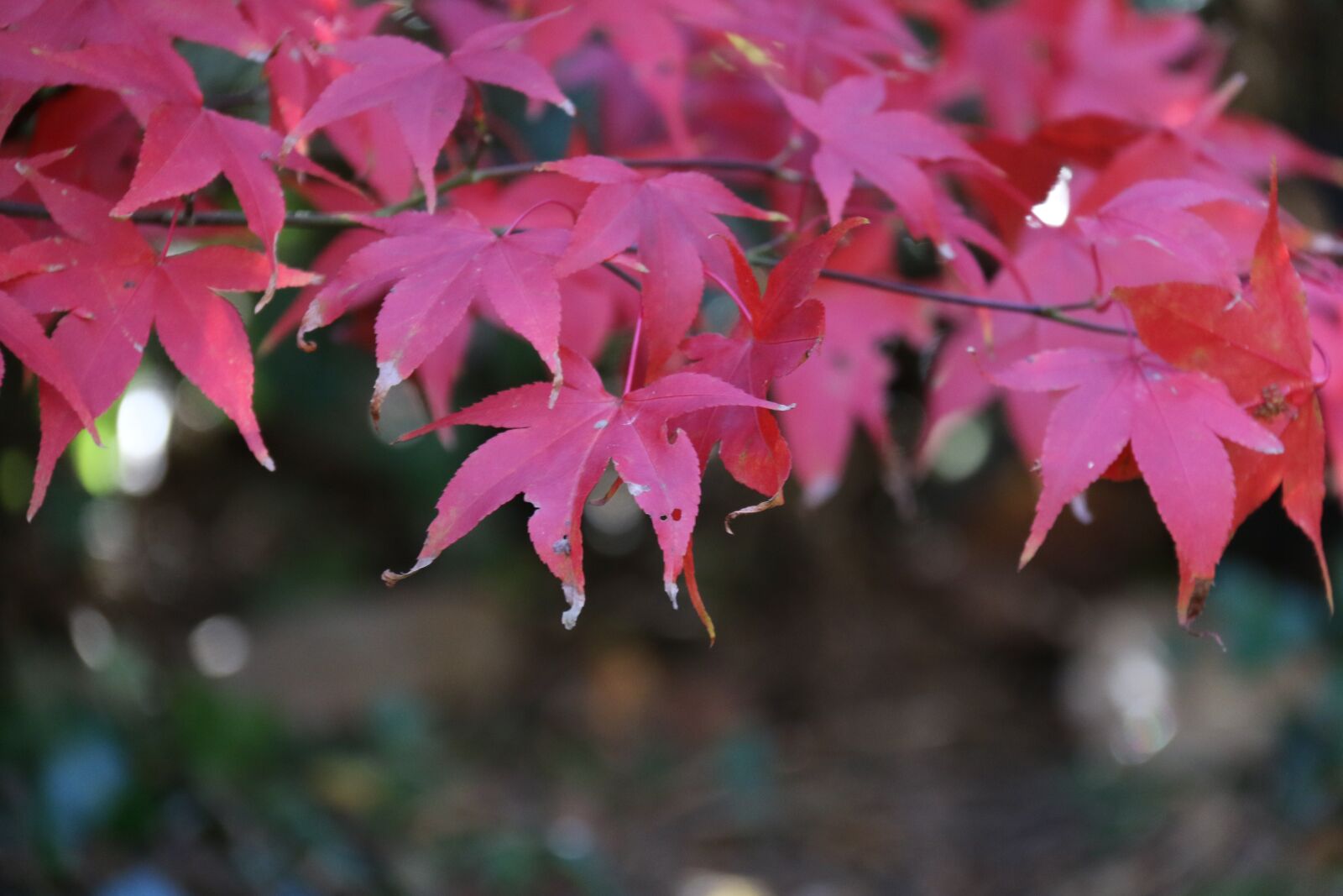 Canon EF-S 18-200mm F3.5-5.6 IS sample photo. Acer, fall, leaves photography