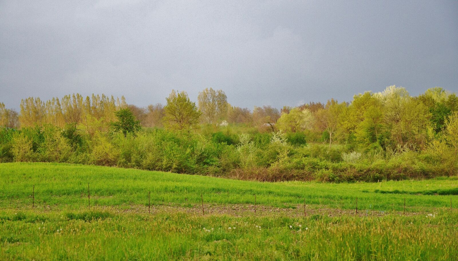 Nikon D7000 sample photo. Tree, landscape, nature photography
