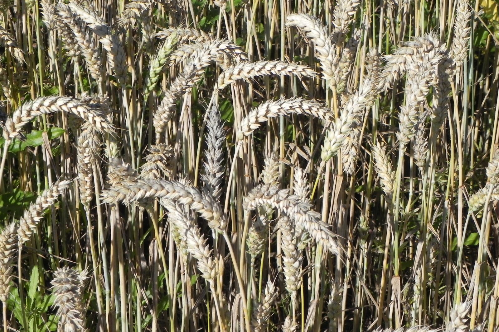 Nikon Coolpix P100 sample photo. Wheat, field, cornfield photography