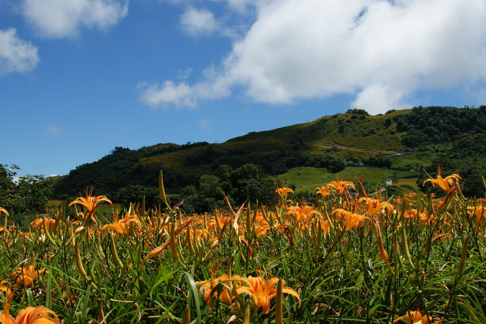 Sony Alpha DSLR-A350 sample photo. Hualien, golden mountain, travel photography