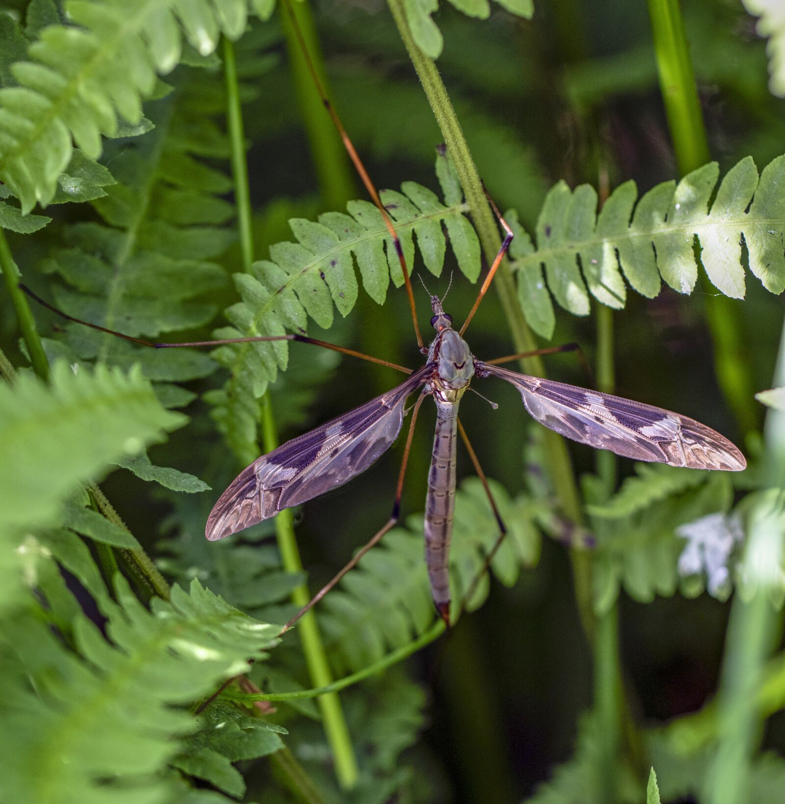 Canon EF 100mm F2.8L Macro IS USM sample photo. Crane fly, wings, legs photography