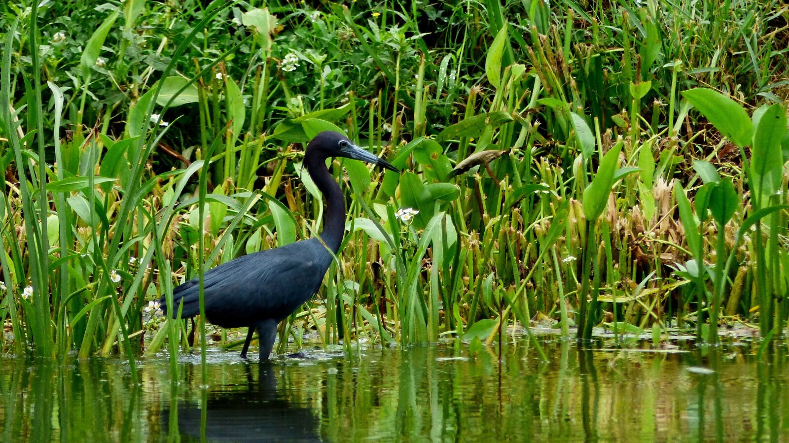 Panasonic Lumix DMC-FZ200 sample photo. Louisiana, bayou, bird photography