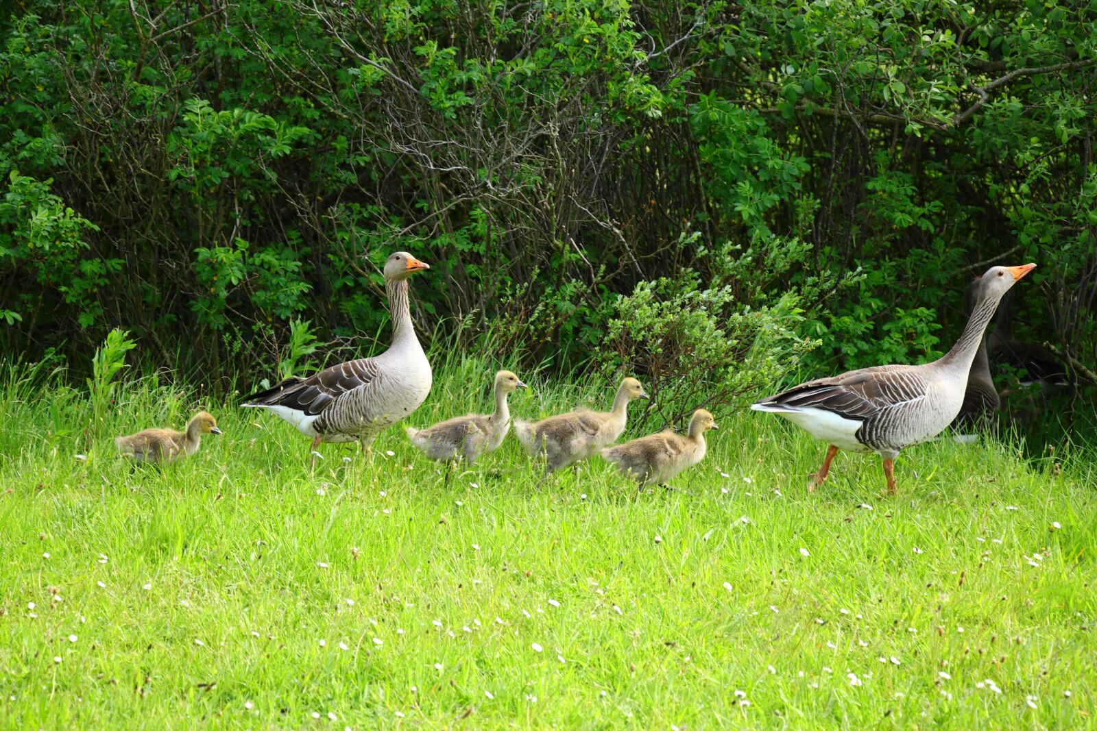Canon EF-S 18-135mm F3.5-5.6 IS USM sample photo. Goose, goose family, dam photography