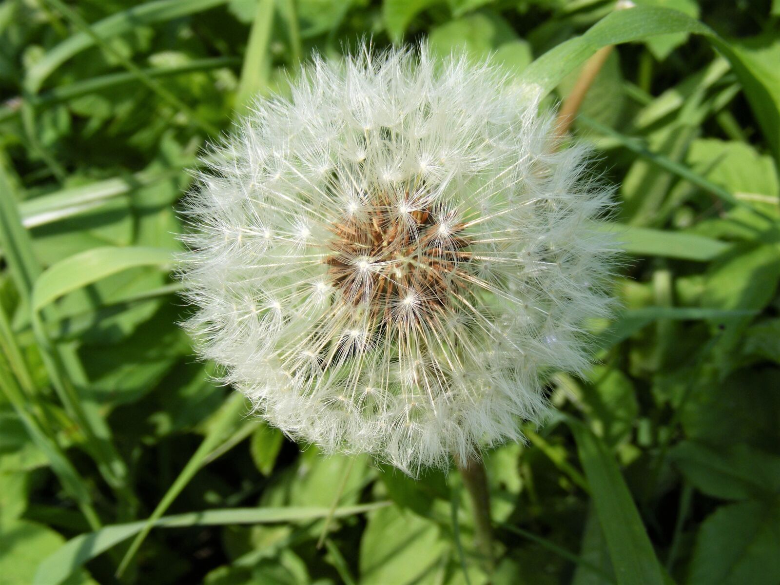 Fujifilm FinePix S5700 S700 sample photo. Dandelion, sphere, star photography