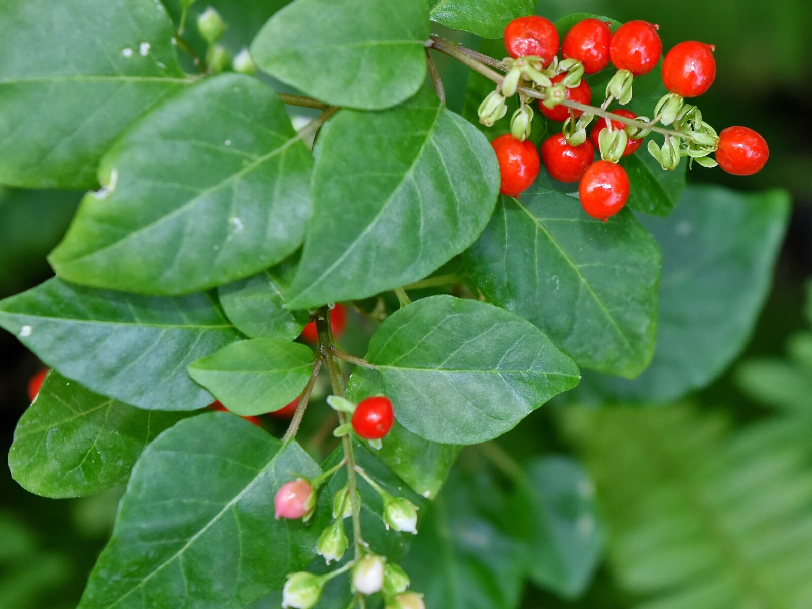 Nikon D5500 sample photo. Nature, berry, shrub, branch photography