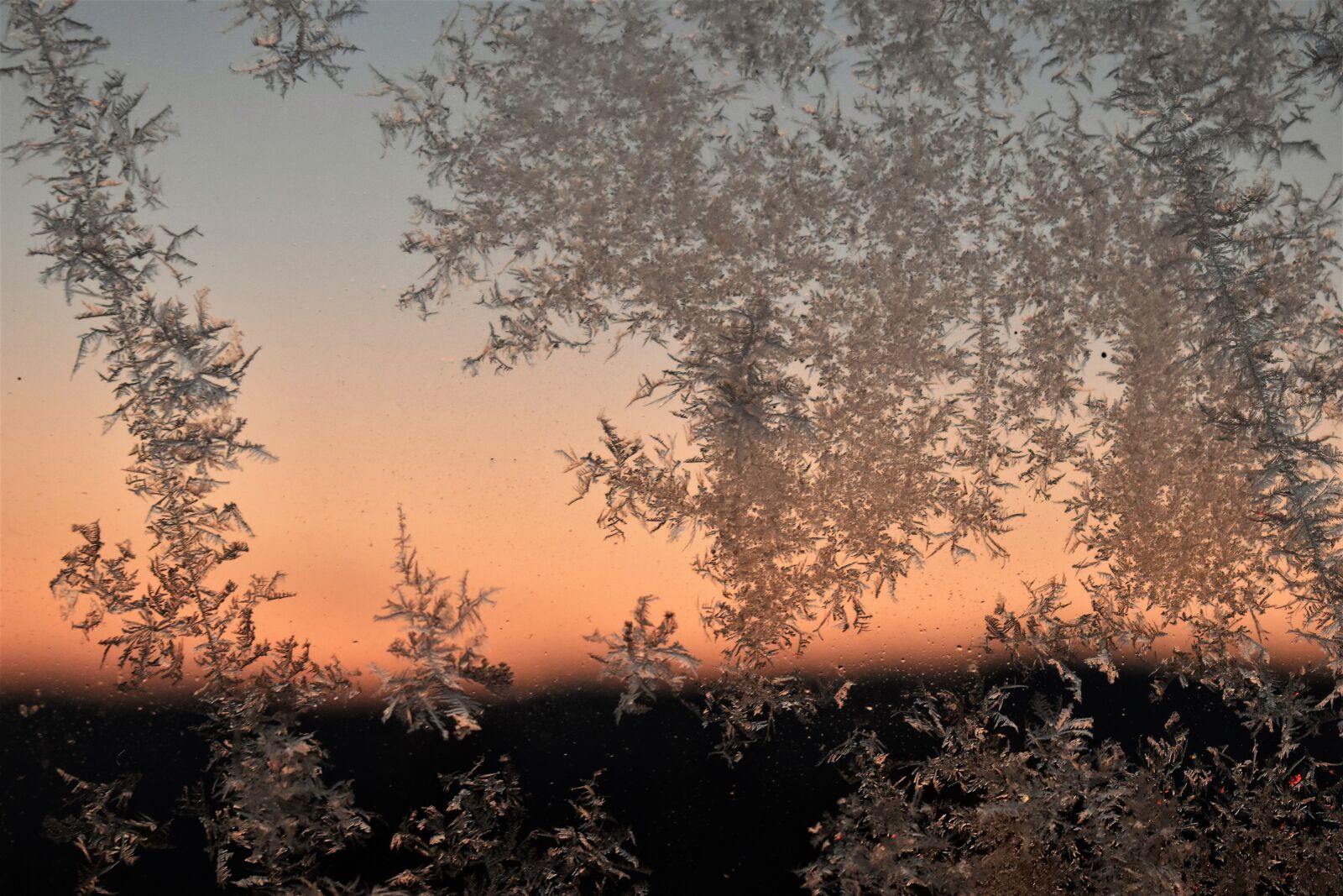 Nikon D5500 sample photo. Hardest, frost, winter photography