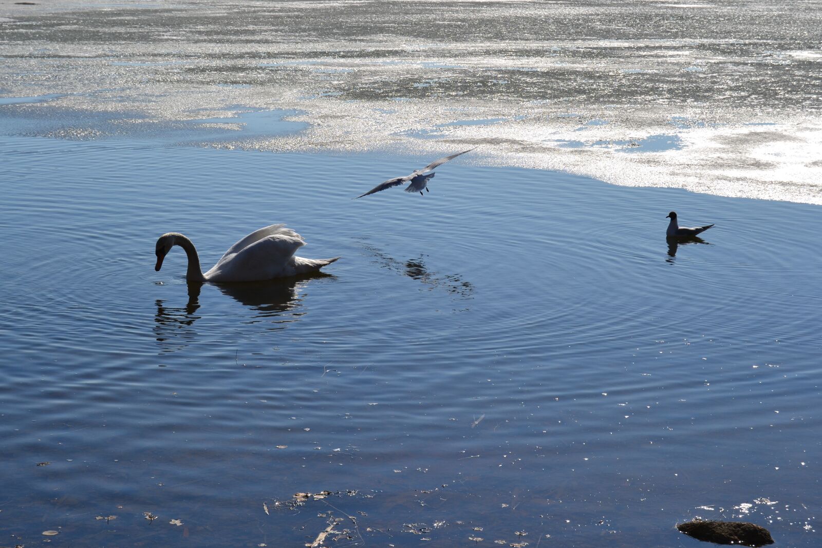 Nikon D3100 sample photo. Swan, spring, sea photography