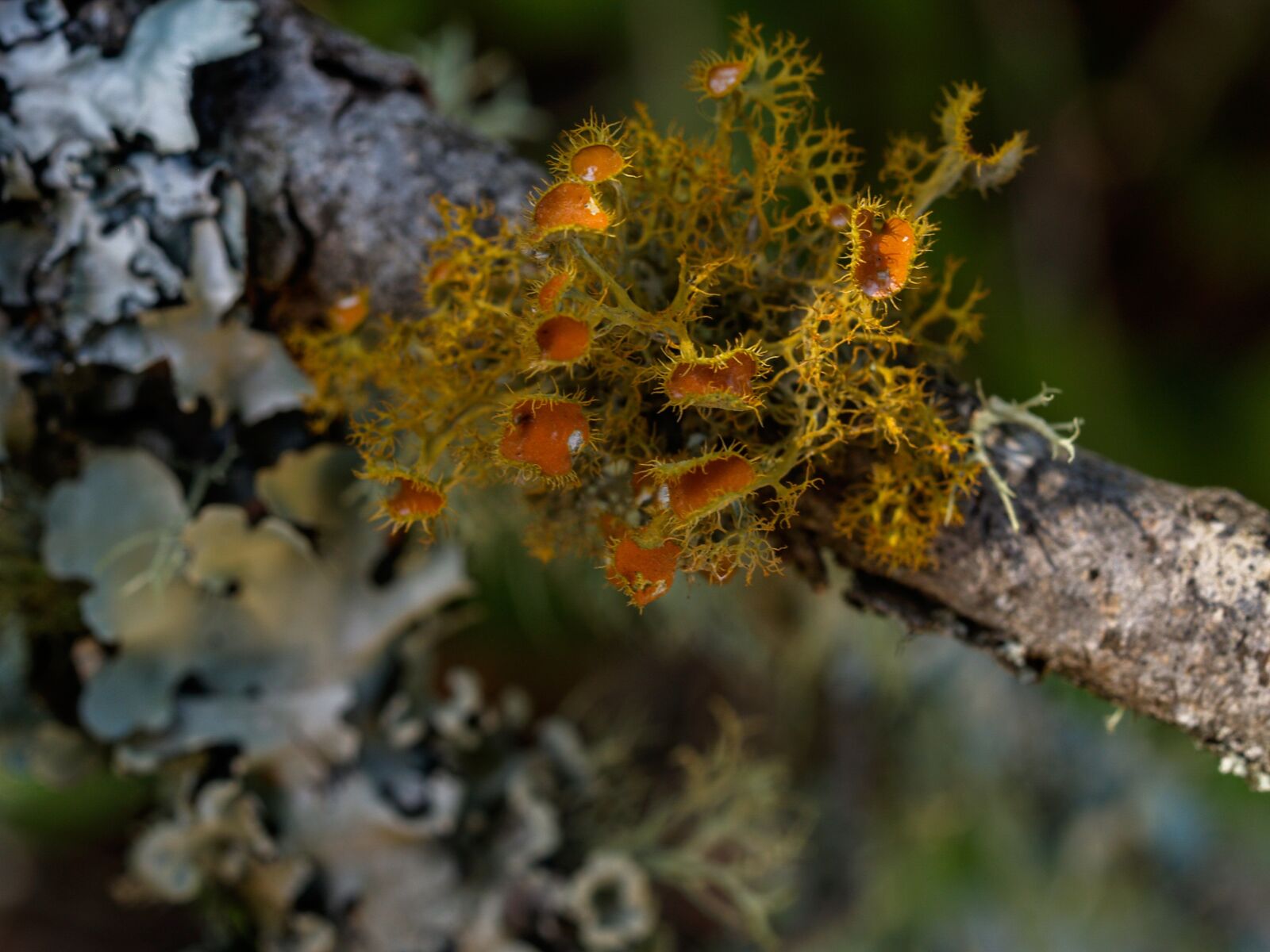 Olympus E-500 (EVOLT E-500) sample photo. Lichen, tree, orange photography